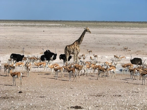 ostriches, giraffe, Antelope