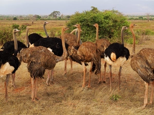 ostriches, birds, herd