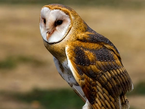 owl, Barn