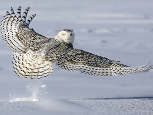 wings, snow, Snowy Owl, spread, Bird