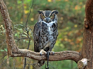 blur, forest, eagle-owl