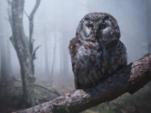 Bird, owl, Boreal Owl, branch