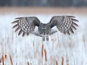 Cane, flight, Tawny owl great gray owl, wings