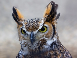owl, ear
