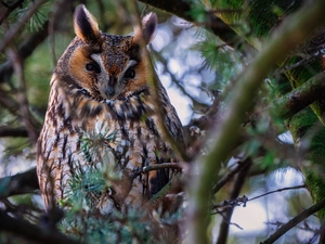 trees, Owl Ear, branch pics