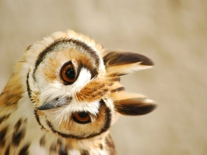 owl, ear