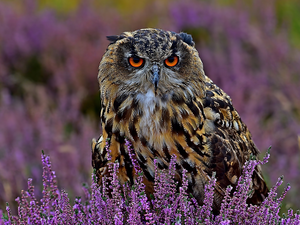 heather, owl, Eurasian Eagle-Owl