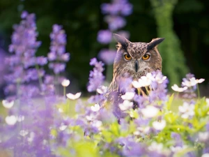Flowers, eagle-owl, owl