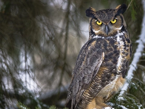 owl, forest