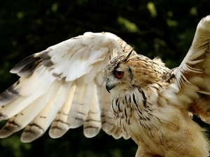 owl, Locie, forest, ##