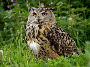 grass, owl, eagle-owl