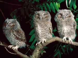 Three, Great Horned Owl, branch, little doggies