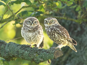 Owls, branch, Lod on the beach, Little Owl