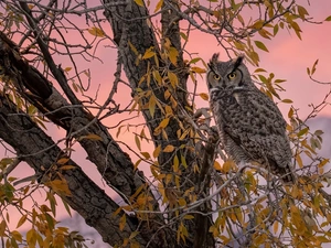 trees, owl, Great Horned Owl