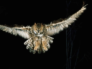 Night, owl, eagle-owl