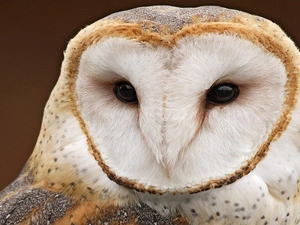 owl, Barn Owl