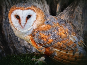 owl, Barn Owl