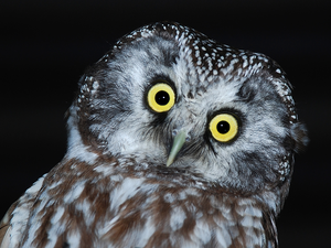 owl, Boreal Owl