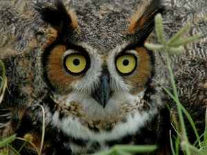 owl, eagle-owl