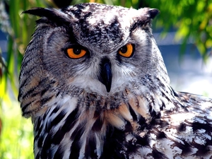owl, eagle-owl