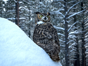 owl, eagle-owl