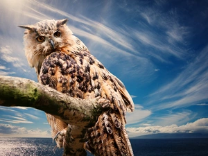 owl, eagle-owl