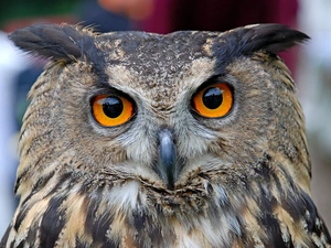 owl, eagle-owl