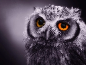 owl, eagle-owl