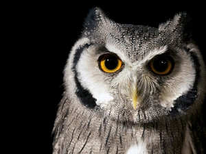 owl, eagle-owl