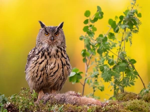 Bird, Eurasian Eagle-Owl, Plants, owl