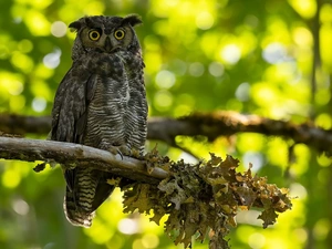 branch, Leaf, eagle-owl, trees, owl