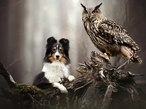 dog, Eurasian Eagle-Owl, root, owl
