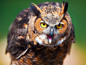 owl, eagle-owl