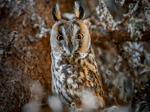 Bird, Long-eared Owl, trees, owl
