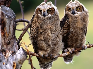 owl, Great Horned Owl