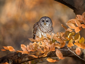 owl, branch, Leaf, Owl