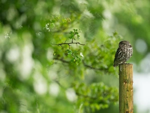 trees, Leaf, Little Owl, peg, owl