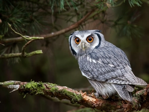 owl, branch pics