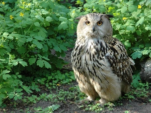 Plants, owl, eagle-owl