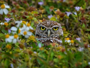 Plants, owl, Little Owl