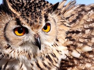 rapprochement, owl, eagle-owl