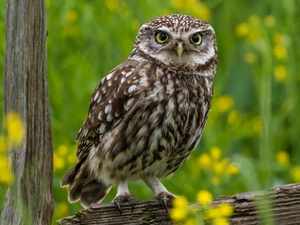 rapprochement, owl, Little Owl