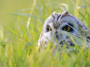 grass, owl, Short-eared Owl
