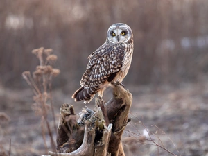 trunk, owl, Short-eared Owl