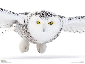 owl, snow
