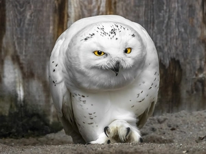 owl, snow