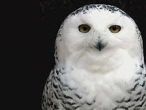 owl, snow