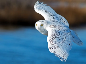 snow, ##, Locie, owl