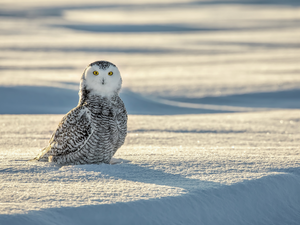 snow, Bird, Snowy Owl