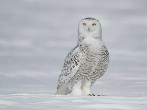 winter, snow, Snowy Owl, The look, Bird